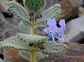 Alpine Catmint